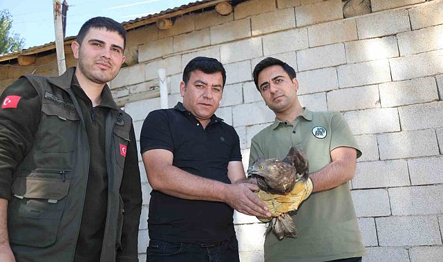 Van'da bitkin halde bulunan arı şahini tedavi altına alındı