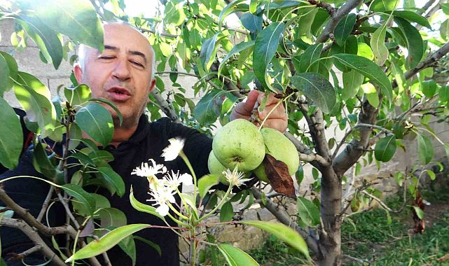 Van'da çiçek açan armut ağacı şaşırttı