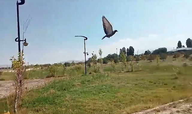 Van'da tedavisi tamamlanan kuşlar doğaya salındı