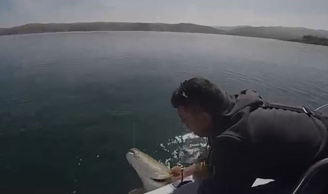 Yakaladığı 40 kiloluk dev Fırat turnasını popülasyonu korumak için tekrar suya bıraktı