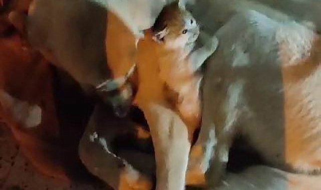 Yavru kedinin 'tehlikeli' sıcak yer arayışı