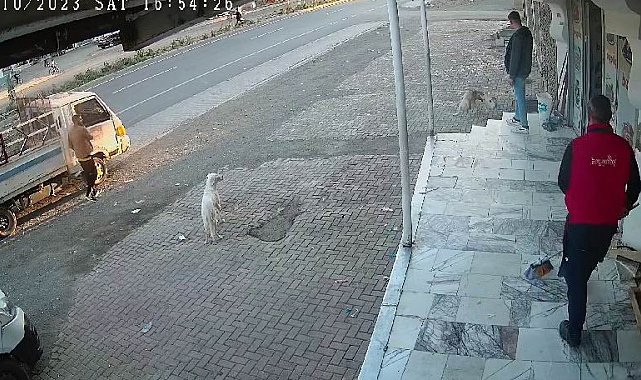 Yemeğini paylaşmak istemeyen kedi iki köpeğe kafa tuttu