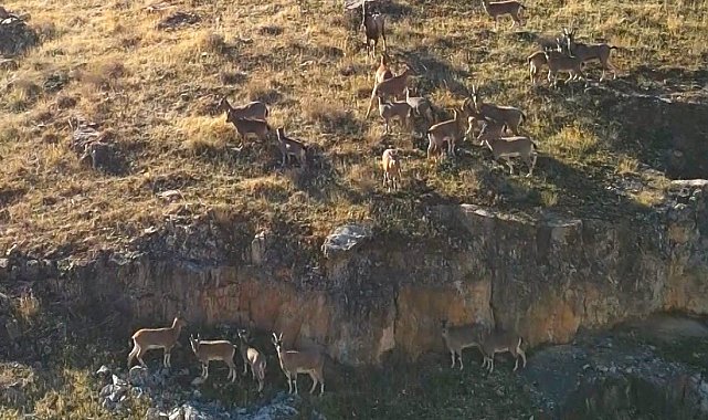9 milyon yıllık kanyondaki dağ keçileri dron ile görüntülendi