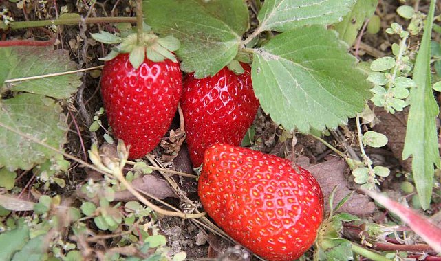 Açık alanda son hasat: Kilosu 50 liradan alıcı buluyor