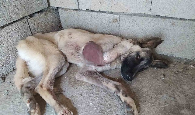 Ayağı kangren olan köpeğe 1,5 saatlik ameliyat