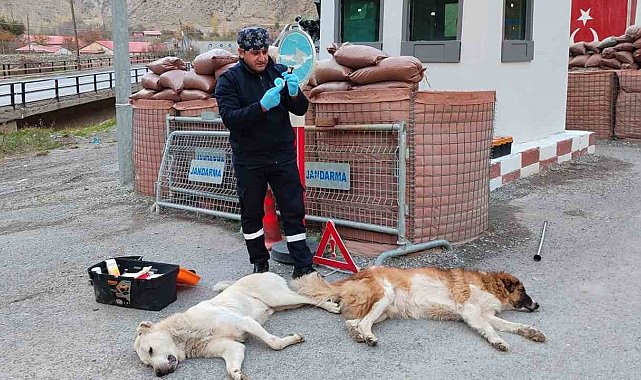 Belediye ekipleri can dostları sağlık taramasından geçirdi