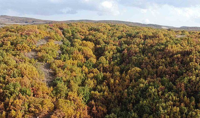 Bingöl'de meşelerin sonbahar güzelliği