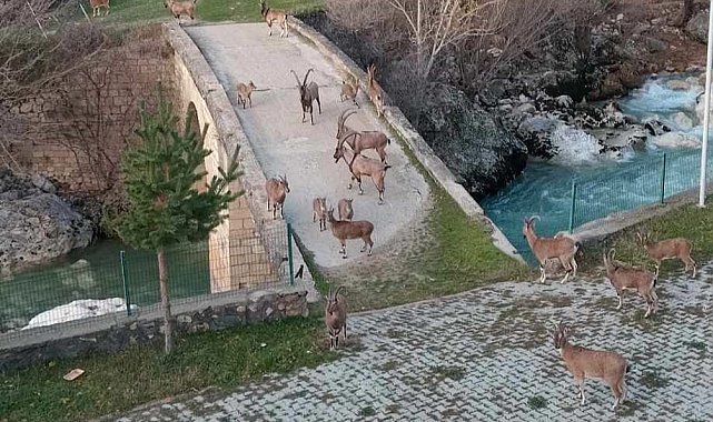 Dağ keçileri köprü üzerinde sürü halinde görüntülendi
