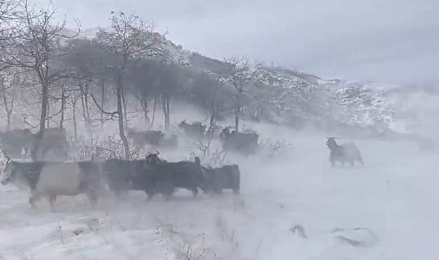 Dağlarda sürülerini otlatan besiciler kar ve fırtına nedeniyle zor anlar yaşadı
