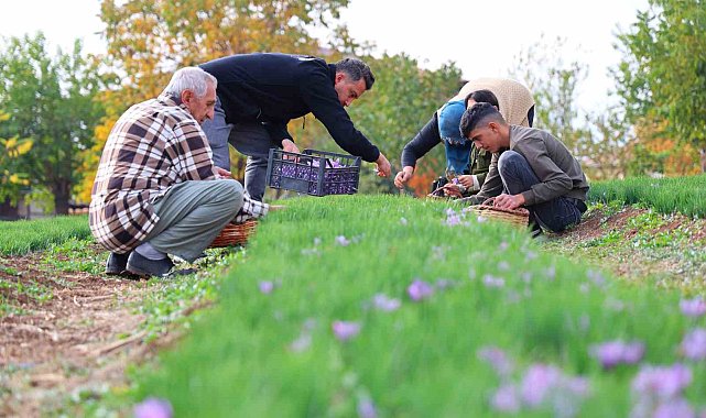 Deneme amaçlı başladı, kilosu 200 bin liraya satılıyor