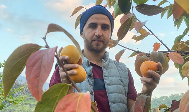 Derecik'te Trabzon hurması hasadı başladı