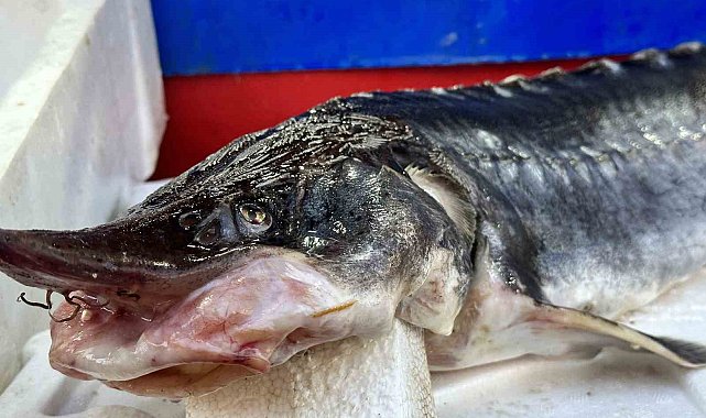Dinozorlar döneminden günümüze gelen bu balığın havyarı 2 milyon lira