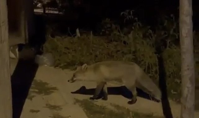 Elazığ'da aç kalan tilki şehir merkezine indi, o anlar kamerada