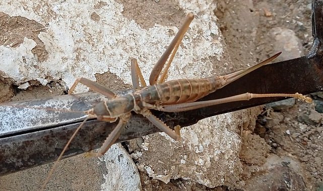 Elazığ'da etçil dev çekirge görüntülendi
