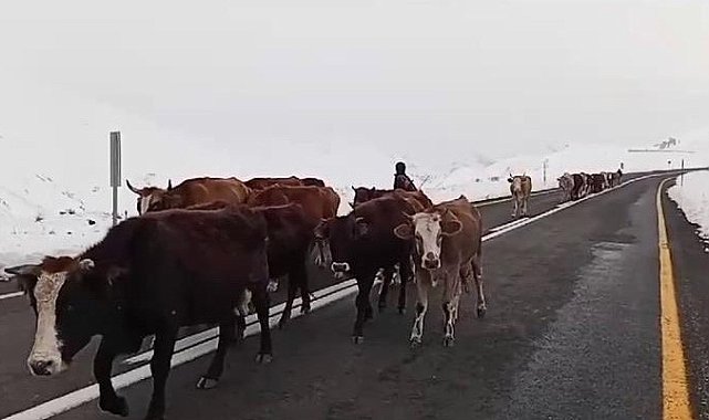 Erzurum'da yaylacıların zorlu yolculuğu