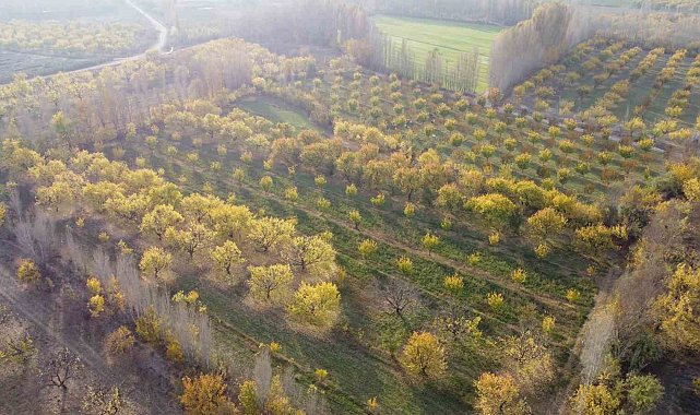 Iğdır'da sonbaharın son demleri göz kamaştırdı