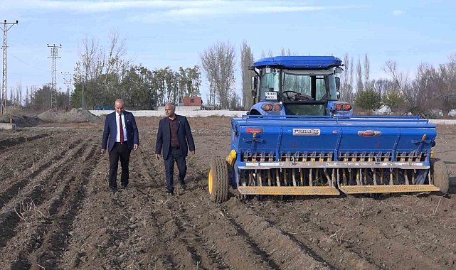 Iğdır'da yerli ve milli buğday ekildi