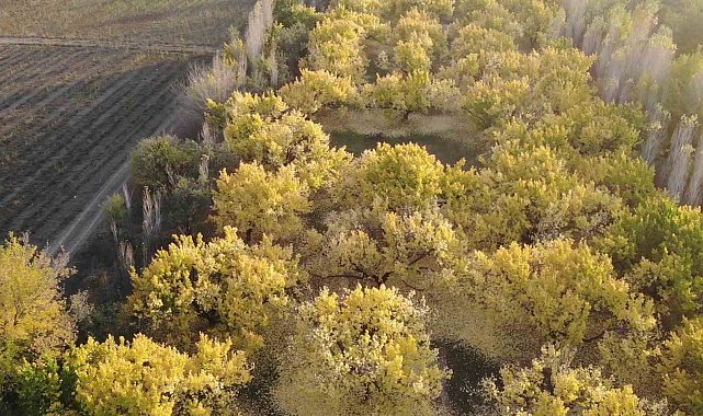 Iğdır'ın kayısı bahçelerindeki sonbahar güzelliği havadan görüntülendi