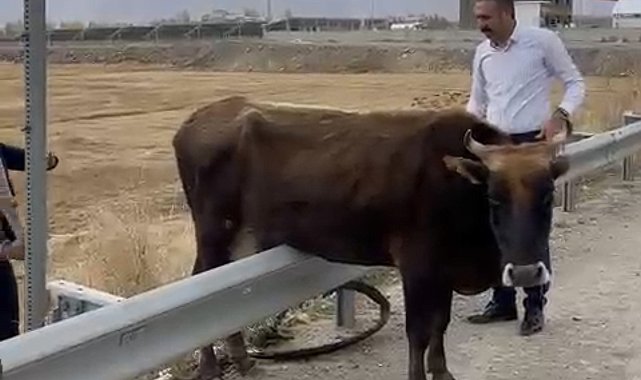 Kara yolundaki bariyerde mahsur kalan inek kurtarıldı