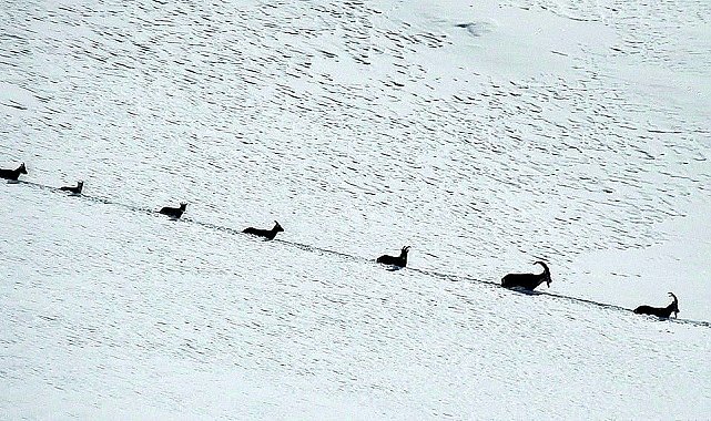 Karlı dağları aşarak göç yoluna koyulan şamua sürüsü görüntülendi