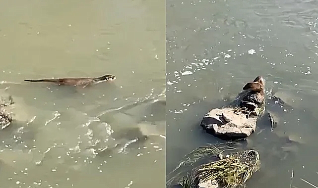 Kars'ta Su Samuru görüntülendi