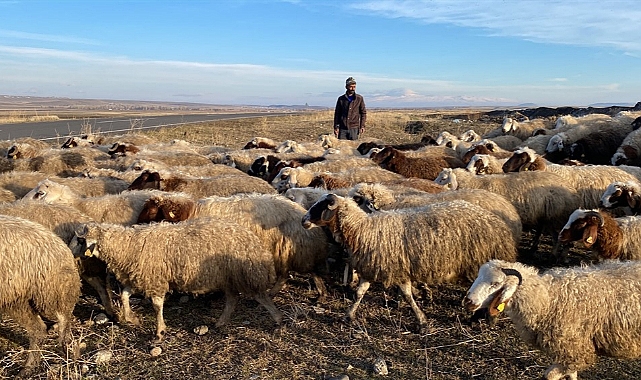 Koyunlar arazilerde otlatılıyor