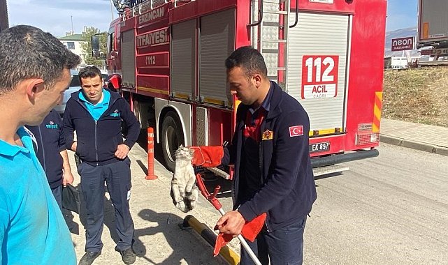 Mahsur kalan kediyi itfaiye kurtardı