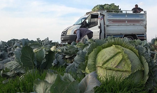 Muş'ta lahana üretiminden 90 milyon lira gelir bekleniyor
