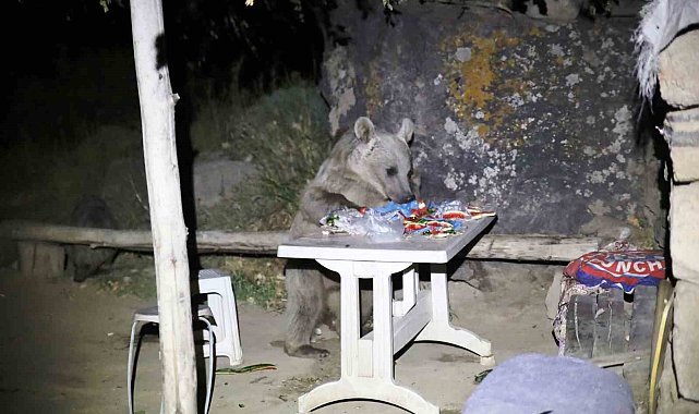 Nemrut'a pikniğe giden gençlere ayı sürprizi