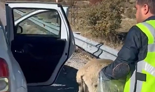 Polisten yaralı köpeğe yardım eli