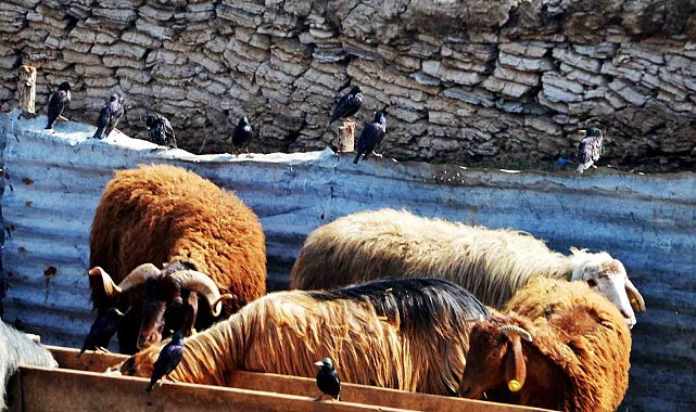 "Erzurum'da hayvan yetiştiriciliğinin güçlü yanları var"