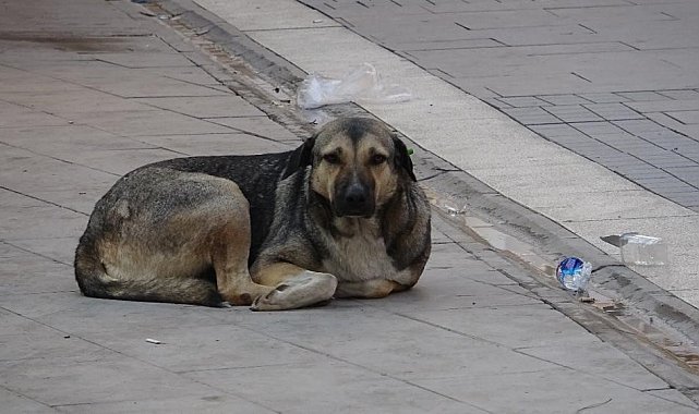 "Kuduz hastalığı ölümcül olabilir"