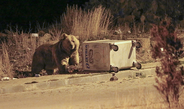 Sarıkamış&#039;ta bozayılar mahalledeki çöplerle besleniyor