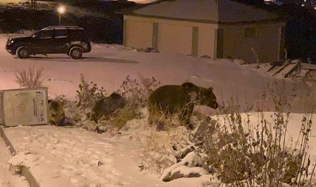 Sarıkamış'ta boz ayılar kış uykusunu unuttu