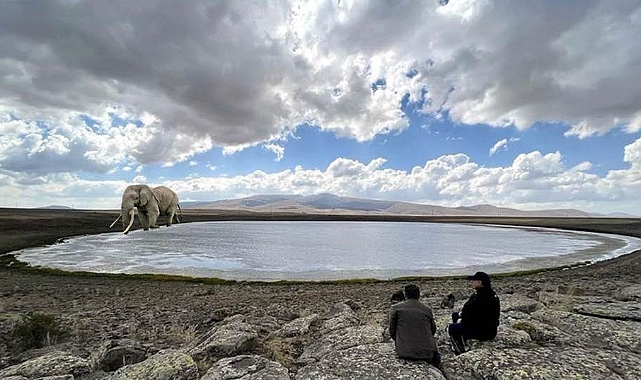 Şimdi de Fil Kars&#039;ta görülmüş