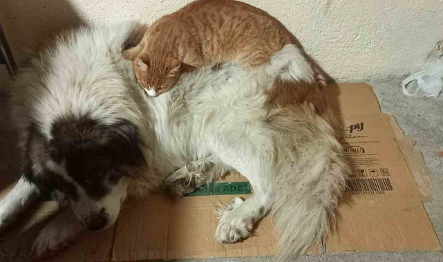 Soğuk hava ezeli 'düşmanları' arkadaş yaptı