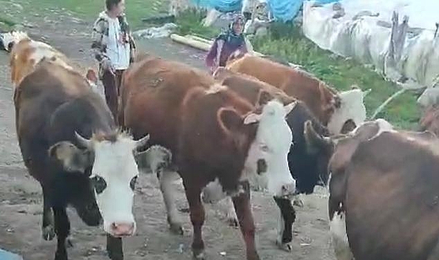 Susuz’da hayvan hırsızlığı