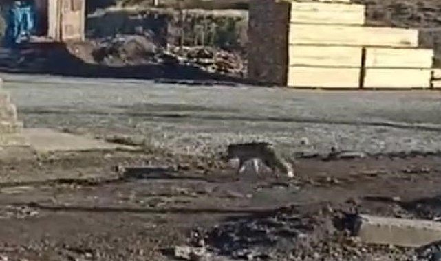 Tatvan'da tilki şehre indi