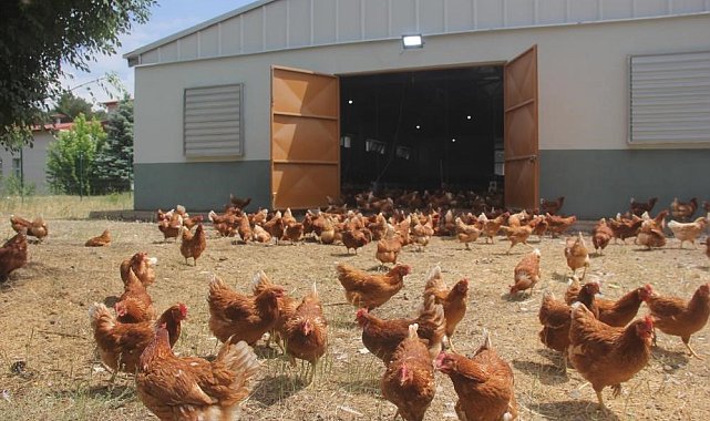 Tavuk üretimi yüzde 8,9 azaldı