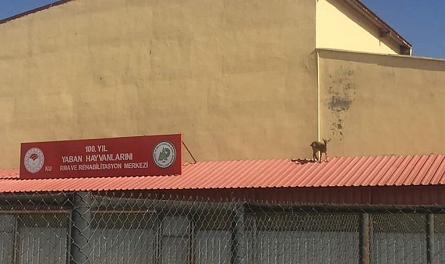 Tedavisi tamamlanan yavru dağ keçisi doğal ortamına bırakıldı