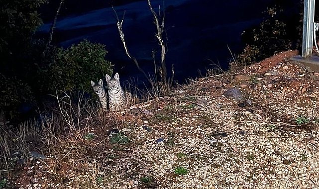 Tunceli&#039;de kırmızı listede yer alan anne ve yavru vaşak görüntülendi