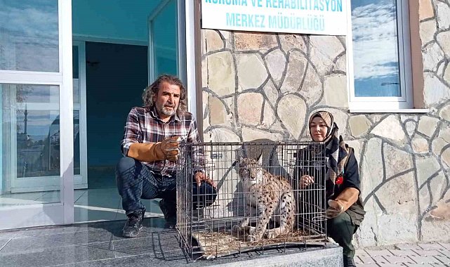 Yaralı vaşak tedavi altına alındı