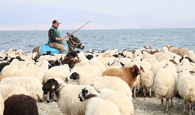 Yaylacıların sahil kenarındaki molası belgeselleri aratmadı
