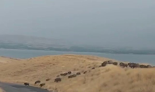 Yiyecek arayan domuz sürüsü görüntülendi