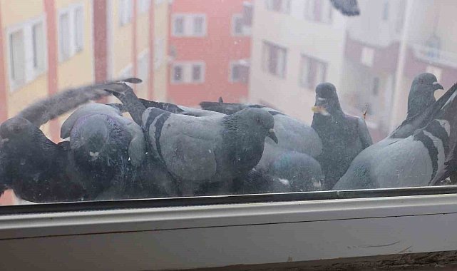 Ağrı'da soğuk hava sokak hayvanlarına zor anlar yaşatıyor