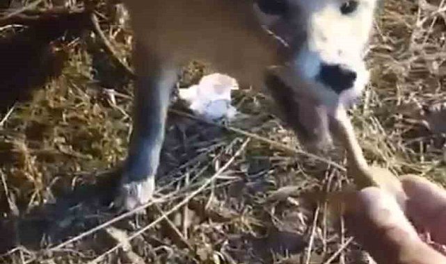 Ağrılı vatandaş, aç kalan tilkiyi elleriyle besledi