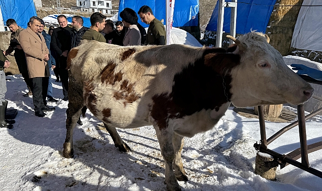 Ardahan'da buzağı ölümleri aşılama projesi ile önlenecek
