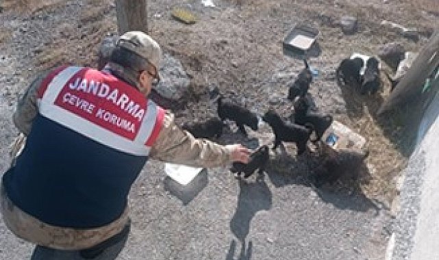 Ardahan'da jandarma yaban hayatı için doğaya yem bıraktı
