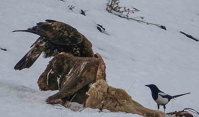 Ardahan'da kara akbaba görüntülendi