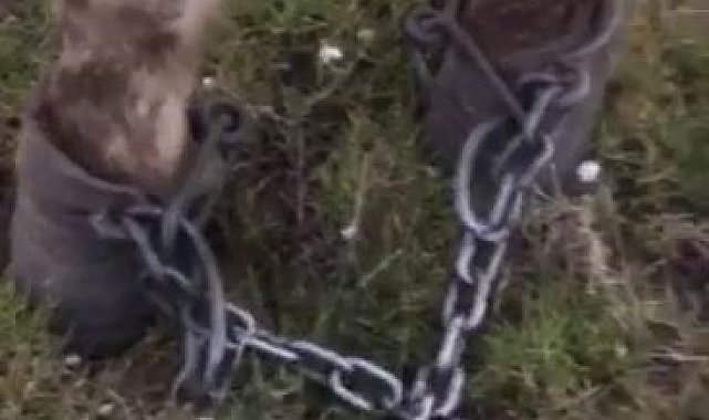 Atı ayaklarından zincirleyip ölüme terk ettiler